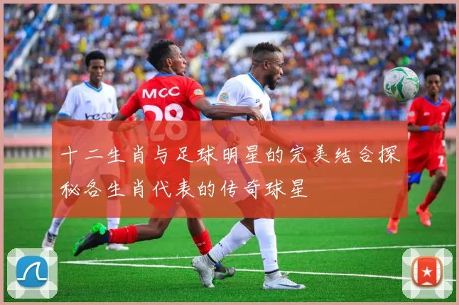 十二生肖与足球明星的完美结合探秘各生肖代表的传奇球星
